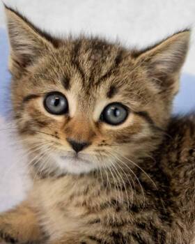 Tabasco -  Domestic Short Hair and Tabby Cat for Adoption in Kennesaw, Georgia - Tabasco | PetCurious