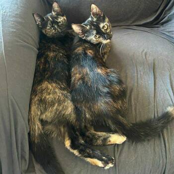 Rescue Tortoiseshell Cats for Adoption in Wanaque, New Jersey - Nala And Didi | PetCurious