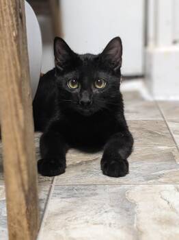 Rescue Domestic Short Hair Cats for Adoption in Shippenville, Pennsylvania - Ajax | PetCurious