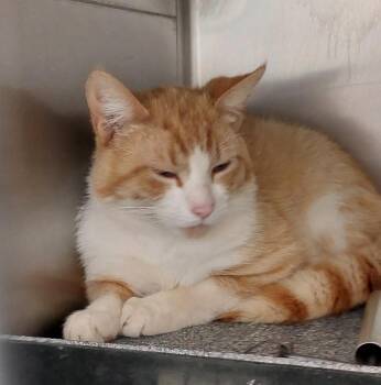 Domestic Short Hair Cats Available for Adoption in Mocksville, North Carolina - Moon | PetCurious