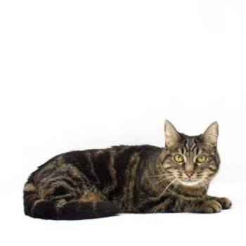 Domestic Short Hair Cats Available for Adoption - Weeping Willow | PetCurious