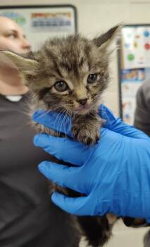 Domestic Short Hair Cats Available for Adoption in Fruit Heights, Utah - The Puma | PetCurious