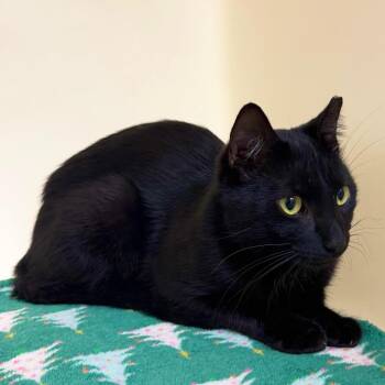 Trouble -  Domestic Medium Hair Cat for Adoption in Harrisonburg, Virginia - Trouble | PetCurious