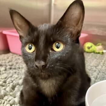1244-C26 -  Domestic Short Hair Cat for Adoption in Port Charlotte, Florida - 1244-C26 | PetCurious