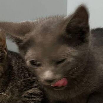 Sir Purrs Alot -  Domestic Medium Hair Cat for Adoption in Kingman, Arizona - Sir Purrs Alot | PetCurious