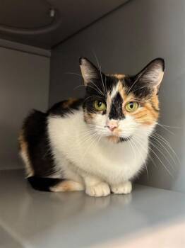 ADELAIDE -  Domestic Short Hair Cat for Adoption in Leesburg, Virginia - ADELAIDE | PetCurious