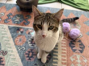 Domestic Short Hair and Tabby Cats Available for Adoption - Sterling Heights | PetCurious