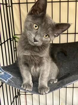 Viserys -  Russian Blue Cat for Adoption in Lunenburg, Massachusetts - Viserys | PetCurious