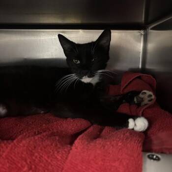 MS. MUFFIN -  Domestic Short Hair Cat for Adoption - MS. MUFFIN | PetCurious