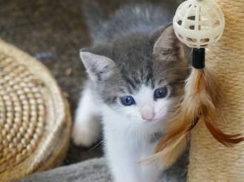 Rescue American Shorthair Cats for Adoption in Huntington Beach, California - Floyd | PetCurious