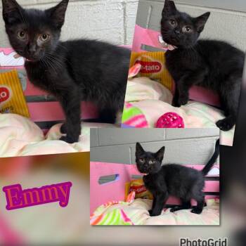 Emmy -  Domestic Short Hair Cat for Adoption in Blountville, Tennessee - Emmy | PetCurious