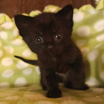 Fern C10890 -  Domestic Short Hair Cat for Adoption - Fern C10890 | PetCurious