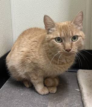 Rescue Domestic Short Hair Cats for Adoption in Cashiers, North Carolina - Frankie | PetCurious