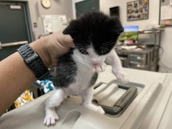 Domestic Short Hair Cats Available for Adoption - RUPERT | PetCurious