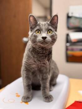 Vinnie -  Domestic Short Hair Cat for Adoption in Visalia, California - Vinnie | PetCurious