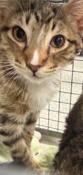 Domestic Short Hair Cats Available for Adoption in Pasadena, Texas - ALI | PetCurious