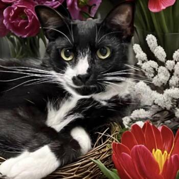 Rescue Tuxedo and Domestic Short Hair Cats for Adoption in Lazy Lake, Florida - Tessie | PetCurious