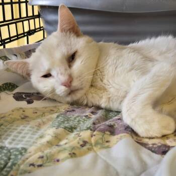 Rescue Siamese Cats for Adoption in Pennsville Township, New Jersey - Mrs. Snowman | PetCurious