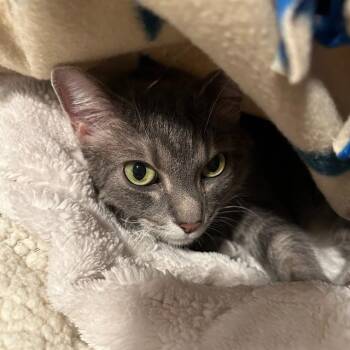 THEON -  Domestic Short Hair Cat for Adoption in Barnstable, Massachusetts - THEON | PetCurious