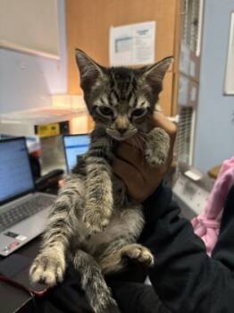 Rescue Domestic Short Hair Cats for Adoption in Chamblee, Georgia - Asafoetida | PetCurious