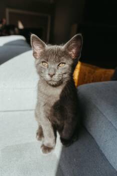 Domestic Medium Hair Cats Available for Adoption - Astro | PetCurious