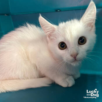 Rescue Domestic Short Hair Cats for Adoption in Washington, District Of Columbia - Macey | PetCurious