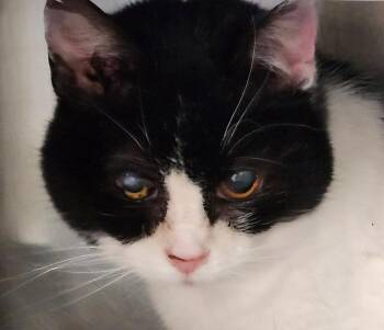 Domestic Short Hair Cats Available for Adoption - Granny Smith | PetCurious