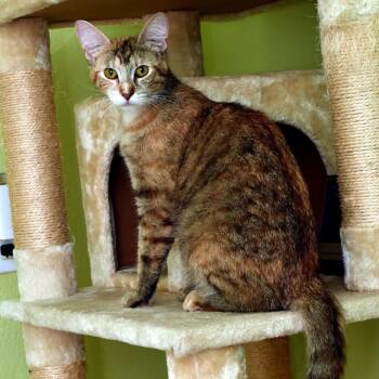 Nadia Boulanger -  Domestic Short Hair Cat for Adoption in Portland, Oregon - Nadia Boulanger | PetCurious