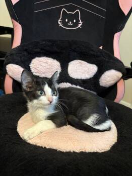 Vaporeon -  Domestic Short Hair Cat for Adoption in Oviedo, Florida - Vaporeon | PetCurious