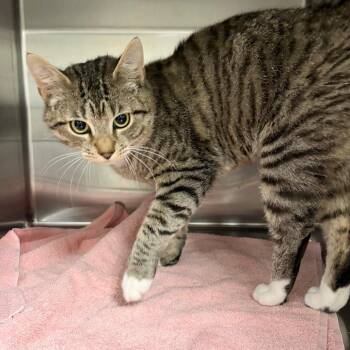 Kash -  Domestic Short Hair Cat for Adoption in Spokane, Washington - Kash | PetCurious