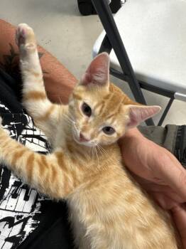 King- MD -  Domestic Short Hair and Tabby Cat for Adoption in Fort Walton Beach, Florida - King- MD | PetCurious