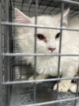 Domestic Short Hair Cats Available for Adoption - BLUBERRY | PetCurious