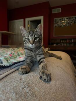 Kenpachi -  Domestic Short Hair Cat for Adoption in Hartville, Ohio - Kenpachi | PetCurious