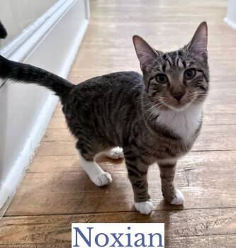Rescue Domestic Short Hair Cats for Adoption in Berkeley Springs, West Virginia - Noxian | PetCurious