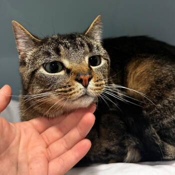 Bright Eyes -  Domestic Short Hair Cat for Adoption - Bright Eyes | PetCurious