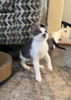 Bao Bun -  Domestic Short Hair Cat for Adoption in Fort Lupton, Colorado - Bao Bun | PetCurious