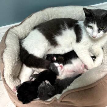 Domestic Short Hair Cats Available for Adoption in Long Beach, California - Iris | PetCurious