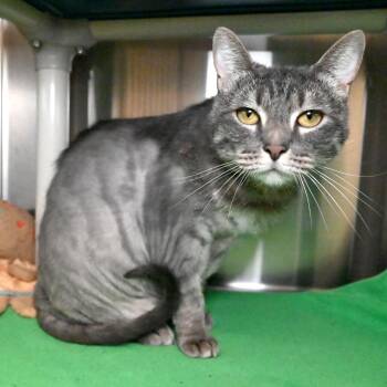 Smokey -  Domestic Short Hair Cat Available for Adoption in West Palm Beach, Florida - Smokey | PetCurious