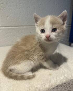 Domestic Short Hair Cats Available for Adoption in Wilkesboro, North Carolina - Sunnie | PetCurious