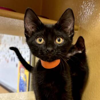 Noodles -  Domestic Short Hair Cat for Adoption in Sonora, California - Noodles | PetCurious