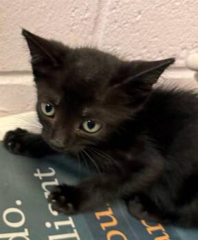 FANG -  Domestic Short Hair Cat for Adoption in Jacksonville, Florida - FANG | PetCurious