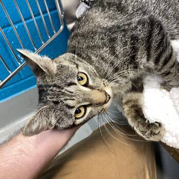 Amelia Bedelia -  Domestic Short Hair Cat for Adoption in Philadelphia, Pennsylvania - Amelia Bedelia | PetCurious