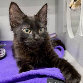 Poe -  Domestic Medium Hair Cat for Adoption in Atlanta, Georgia - Poe | PetCurious