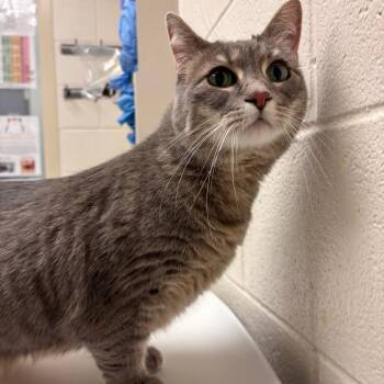 Lynx -  Domestic Short Hair Cat for Adoption in Murray, Utah - Lynx | PetCurious