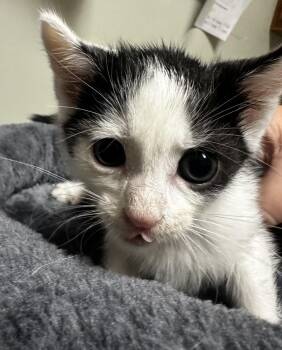 Deputy Asphalt -  Domestic Short Hair Cat for Adoption in Evansville, Indiana - Deputy Asphalt | PetCurious