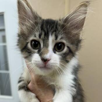 Caper -  Domestic Medium Hair Cat for Adoption in Naperville, Illinois - Caper | PetCurious