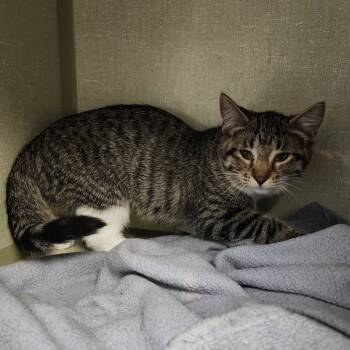 Rescue Domestic Short Hair Cats for Adoption in Monroe, Michigan - Wiggles | PetCurious