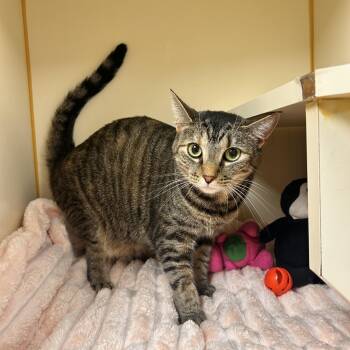 HoneyBee -  Domestic Short Hair Cat for Adoption in Myerstown, Pennsylvania - HoneyBee | PetCurious