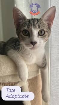 Tate -  Domestic Short Hair Cat for Adoption in Honolulu, Hawaii - Tate | PetCurious