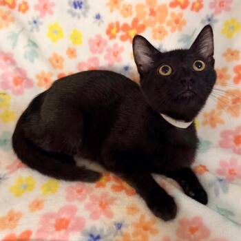 Opal -  Domestic Short Hair Cat for Adoption in Lewisville, Texas - Opal | PetCurious